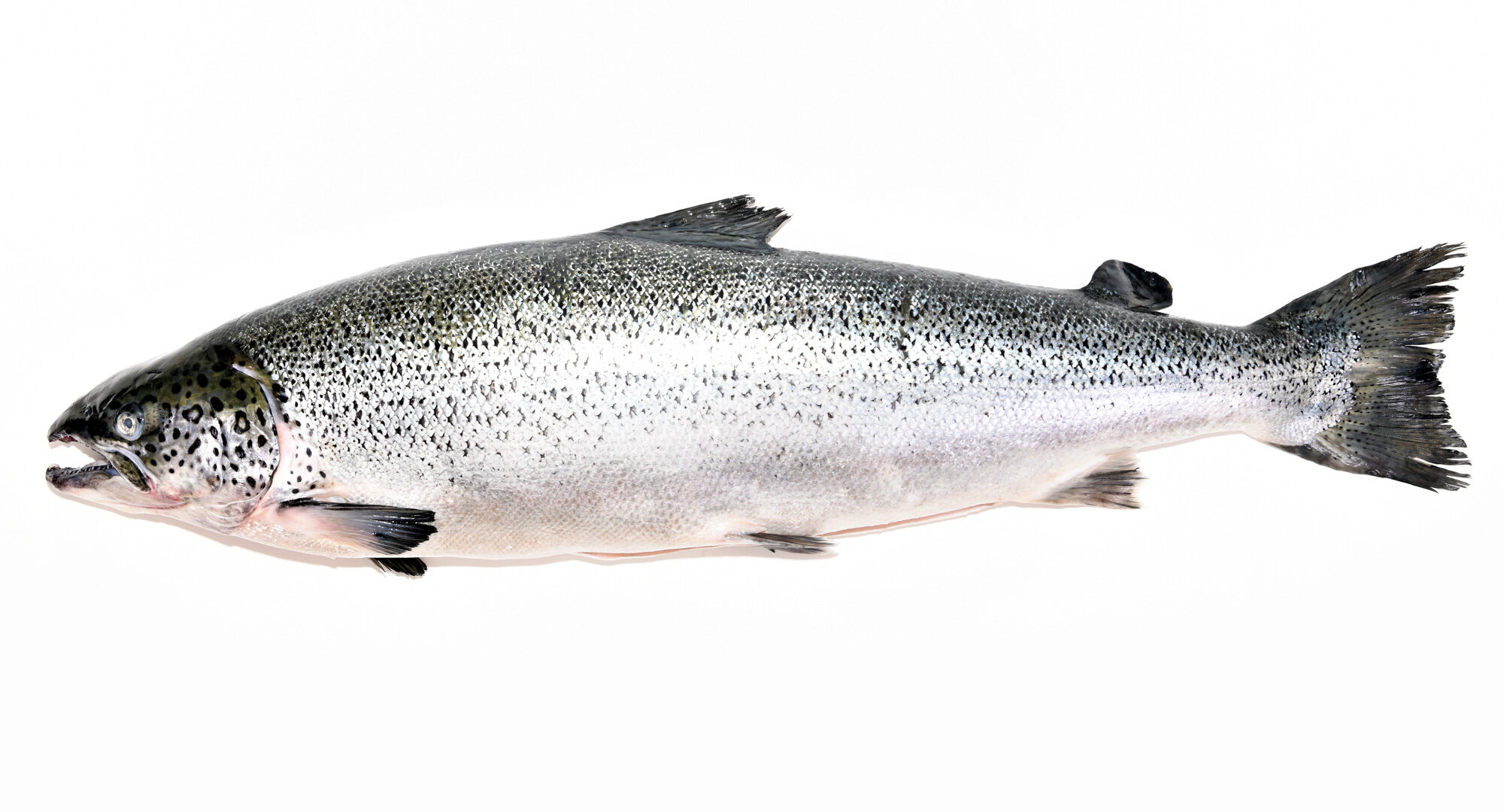 Whole salmon