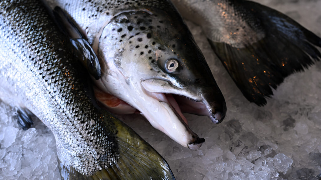 Image of whole Chilean salmon